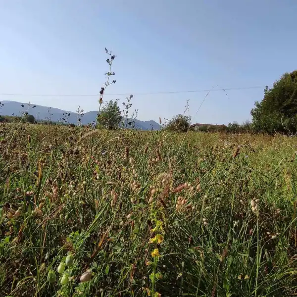 Eladó Szántó, Kismaros 9059 m² 75 M Ft