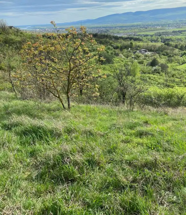 Eladó , Vác 8439 m² 14.9 M Ft